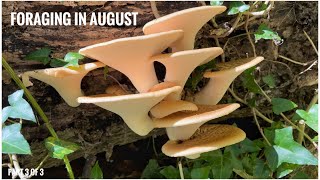 Foraging in August  UK Wildcrafts Foraging Calendar Part 3 of 3 [upl. by Bergstrom530]