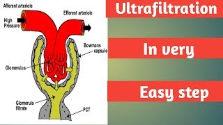 Ultrafiltration part 1 step of urine formation Excretion NEET [upl. by Nonnahsed]