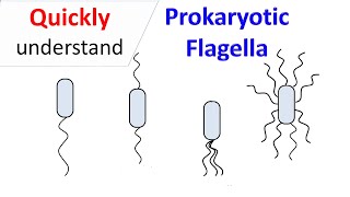 Prokaryotic Flagella [upl. by Laurance]