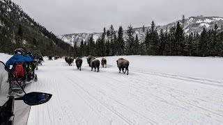 Yellowstone Tour to Old Faithful by Snowmobile  January 3 2023 West Yellowstone [upl. by Rockwell]