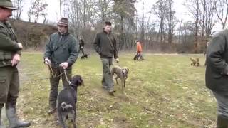 Jagdhundeausbildung 2013 [upl. by Xuagram905]