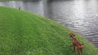 Vizsla pointing and stalking [upl. by Braun462]