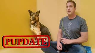 Heres what happened the German Shepherd in the Shelter for over 365 Days  Pupdate for Wang amp more [upl. by Wayne]