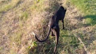 Greyhound Dog 🐶 Greyhound dog breed  italian greyhound dog• greyhound dog running training [upl. by Novanod874]