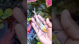 Catch Colorful Butterfiy fish In Giant SurpriseEgg Aquarium Fish Koi FishSilver PomfretAngelfish [upl. by Merralee636]