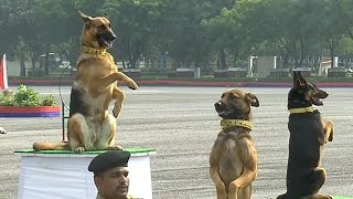 Amazing dogs trained by BSF display their skills before minister Anurag Singh Thakur [upl. by Ailekat]