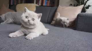 British Shorthair Kittens Playing [upl. by Rennold]