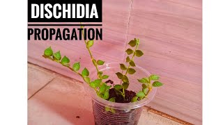 The Easiest Way To Propagate Dischidia  Dischidia Propagation  Millions Of Heart Propagation [upl. by Anelliw]