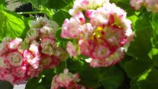 Pelargonien auf dem Balkon in Potsdam [upl. by Airamesor]