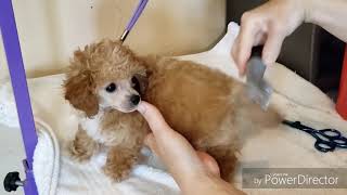 Grooming toy poodle puppy [upl. by Case]