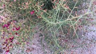 Camelthorn plant  Alhagi maurorum plant find in Dubai Desert [upl. by Ociram662]