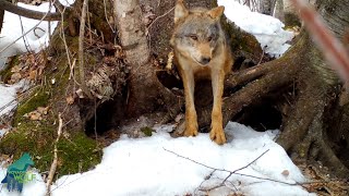 Wolf Rescues 7 Pups from Flooding Den near Voyageurs National Park Minnesota [upl. by Pepe]