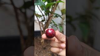 Beautiful Jaboticaba Scarlet Fruits Picked fruit fruitplant jabuticabafarming [upl. by Trixy]