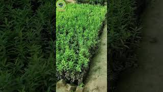 sandalwood farming organic Haryali Nursery Haryana 7700074796 live agriculture [upl. by Yelrah633]