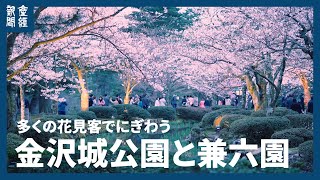 【桜便り2024】多くの花見客でにぎわう金沢城公園と兼六園 [upl. by Widera917]