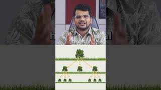 What is a Tree Data Structure  Tree Data Structure Explained in 1 Minute  Introduction to Trees [upl. by Grevera860]