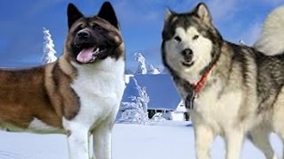 American Akita vs Alaskan Malamute Highlights [upl. by Ynnav]