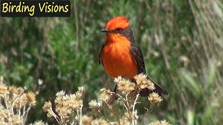 Vermilion Flycatchers Big Morongo Canyon California [upl. by Notnats]