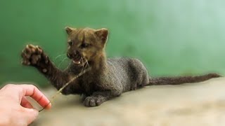 Playing with an adorable rescued jaguarundi [upl. by Awjan]