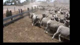 Australian Kelpie Herding Sheep wwwburradooranchcom [upl. by Decker]