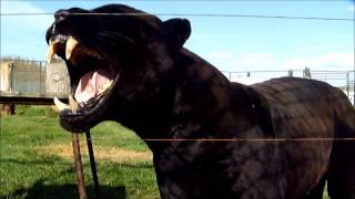 Magnum Black Jaguar Growl Black Panther Showing Teeth [upl. by Aihtak]