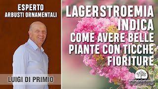 Lagerstroemia indica consigli per avere delle belle piante e ricche fioriture [upl. by Regdor]