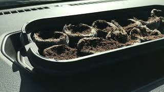 Can you germinate pepper seeds inside of a vehicle Lets find out [upl. by Lyndsie]