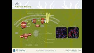 PI3K  Akt Upstream Signaling from Cell Signaling Technology Inc [upl. by Comyns]