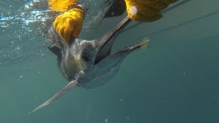 Exciting Sailfish Fight on Light Tackle Fishing Hutchinson Island [upl. by Chavey]