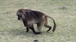 Ethiopia  Gelada baboons [upl. by Kristal]