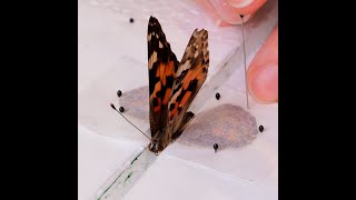 Level Up Your Ride with a DIY Epoxy Resin Gearbox 🦋✨ Pinning of a Butterfly epoxyresin entomology [upl. by Oilut98]