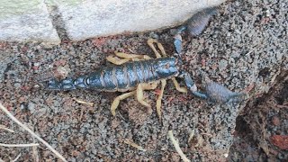 Black Scorpion creeping in daylight 🦂  Comes out from under rock  Moves on the ground [upl. by Astra459]