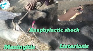 Anaphylactic shockmeningitisTrypanosomiasis treatment in buffalo [upl. by Nylazor]