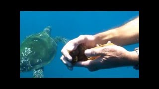 Surprise from quotLeftiequot a Hawaiian Hawksbill Sea Turtle [upl. by Sletten]