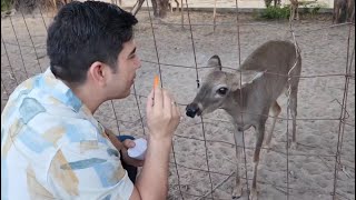 Visitando a los VENADOS 🦌 [upl. by Nayek281]