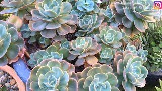 Echeveria Imbricata Propagation [upl. by Nylime642]