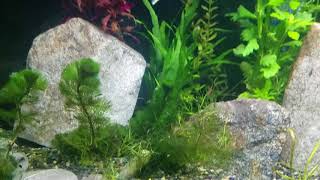 Aquascape Like a Pro  What Rocks Are Safe for my Fish Tank [upl. by Aneleairam]