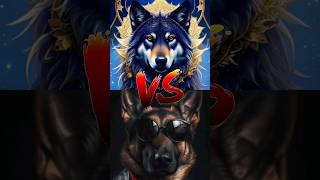 Wolf Dog vs German Shepherd vs Alabai [upl. by Ecirtnuahs768]