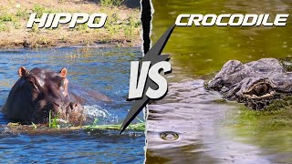 Hippo vs Crocodile Unbelievable Outcome [upl. by Koss]