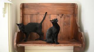 INTRODUCING Onyx and Osiris the Oriental Shorthair Cats [upl. by Nolad273]