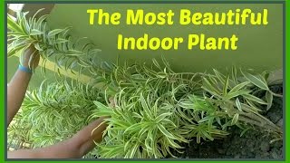 The Most Beautiful Indoor Plant Dracaena reflexa Pleomele Song of India  Bangla [upl. by Errick]