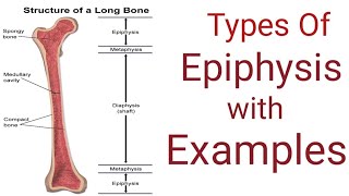 Types of Epiphysis with ExampleGeneral Anatomy [upl. by Cand]