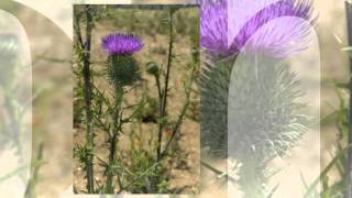 Бодяк обыкновенный Cirsium vulgare [upl. by Amii]