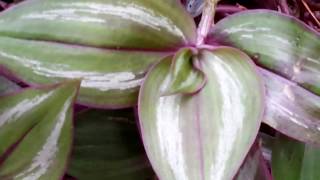 Tradescantia zebrina  Wandering Jew or Spiderwort plant [upl. by Adnuahsor]