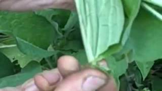 Comfrey Herb Symphytum officinale [upl. by Marillin]