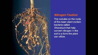 5th compr Viedo 5 bioinorgani Nitrogen Fixation [upl. by Myrtia403]