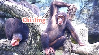 quotChi Jing Says Want to Hear Us Sing – A Choir of Singing Chimps琪靚說：『想聽我們唱歌嗎？』 一群愛唱歌的黑猩猩！ [upl. by Trammel214]