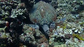 Scuba diving Hawksbill Turtle at Amed Bali Indonesia [upl. by Nwahsav]