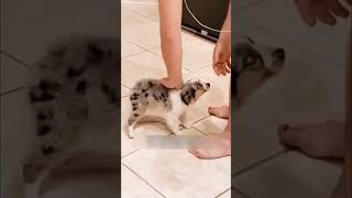 Cute puppy born without a tail shorts [upl. by Htrag680]