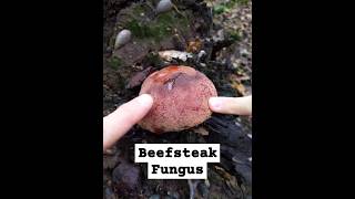 Edible Beefsteak Fungus Fistulina hepatica shorts fungus mushroom nature foraging [upl. by Aihsikal]